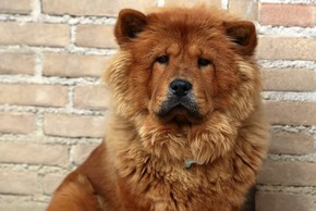 Chow chow adosse contre un mur