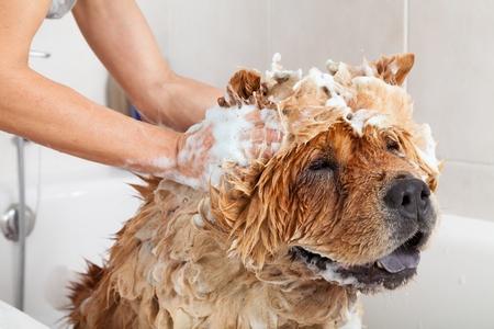 Shampoing pour chien : guide d'achat, prix, comparatif