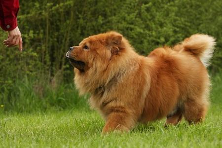 Chow chow debout adobestock 15953451