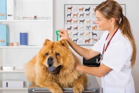 Comment éviter les tiques sur son chien ? Produits, méthodes