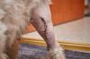 Cicatrice d un chien sur le genoux