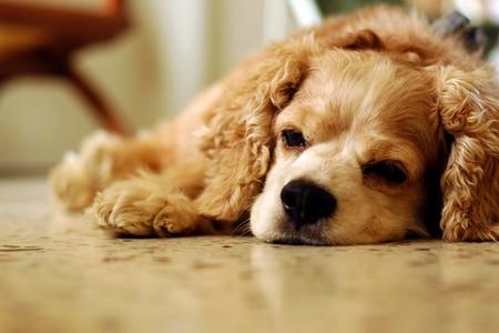 insuffisance hépatique du chien : Symptômes, traitement, causes