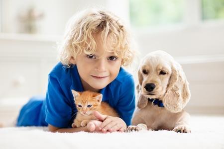 Cocker anglais enfant chat adobestock 308983011