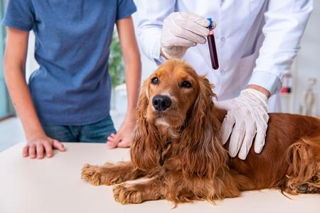 Cocker anglais prelevement sanguin adobestock 318192372