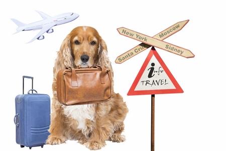 Cocker anglais valise adobestock 59391672