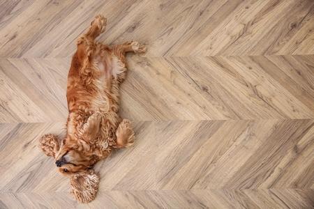 Dresser votre chien à faire le mort avec Mouss !