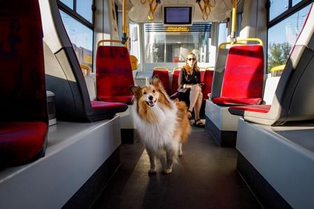 Voyager en bus avec un chien : loi, quels préparatifs, etc.