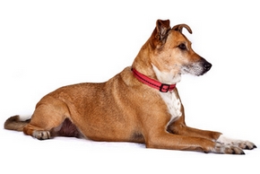 Collier chien pas cher