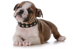 Collier harnais chien