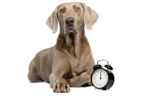 Combien temps jouer chien