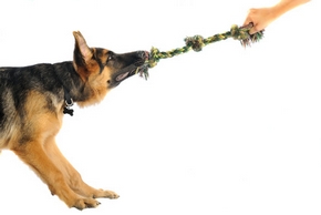 Comment jouer chien