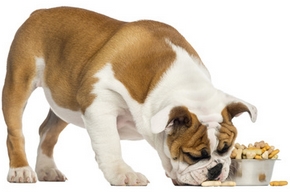 Composition croquettes chien