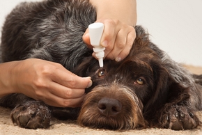 Conjonctivite chez le chien : Symptôme, causes, traitement