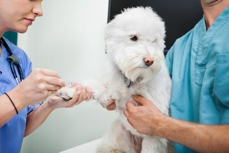 Coton de tulear prise de sang adobestock 47384186