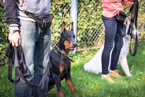 Cours education canine