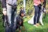 Cours education canine