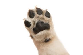 Coussinet du chien : utilité, entretien, etc.