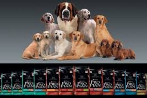 Croquettes proplan chien