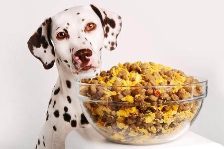 Dalmatien croquette adobestock 16468202