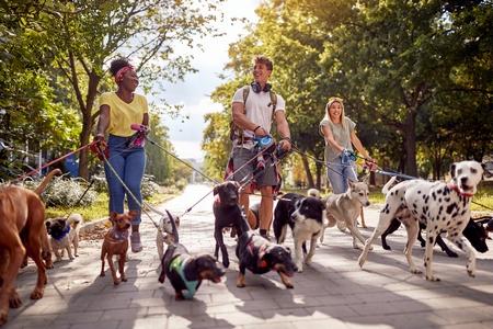 Dalmatien teckel border collie pinsher promeneurs chiens adobestock 486674347