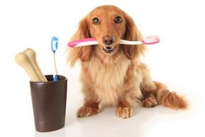 Dentifrice chien