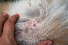 Dermatite atopique chez le chien