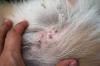 Dermatite atopique chez le chien