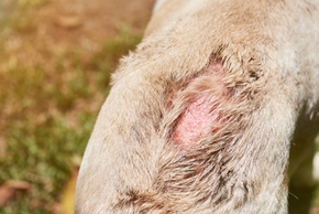 Dermatite pyotraumatique chez le chien : symptômes, causes, traitement