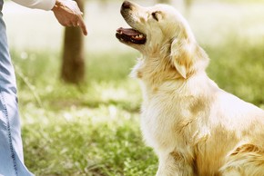 Informations pour pratiquer le métier d'éducateur canin