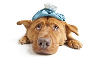 Découvrez les différentes maladies canine