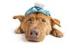 Differentes maladies chien