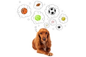Differents jouets chien