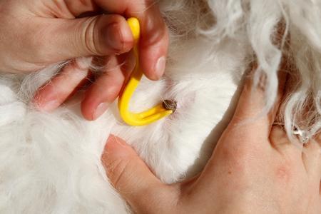 Comment enlever une tique sur un chien ?