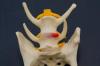 Divers squelette hernie discale adobestock 255815588