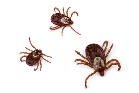 Tique blanche sur un chien : la reconnaître, où pique-elle ?