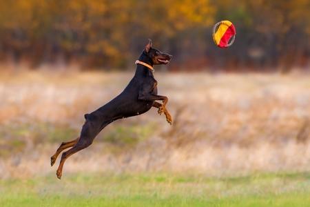 Dobermann chiot jeu adobestock 142386441