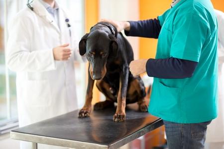Dobermann examen veterinaire adobestock 89852487