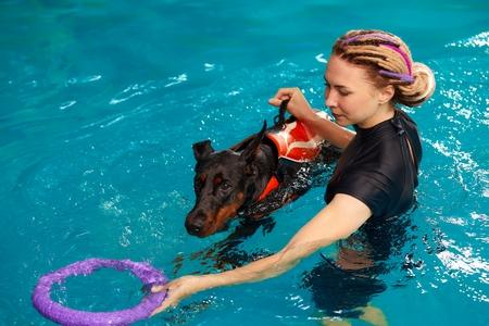 Dobermann piscine adobestock 530262180