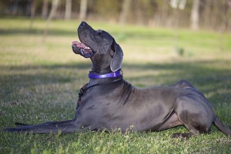 Éduquer facilement votre chien à ramper