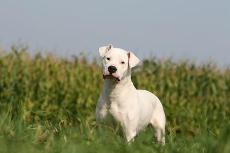 Dogue argentin nature adobestock 12578418