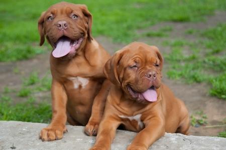 Dogue de bordeaux chiot langue adobestock 163562611