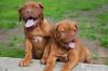 Dogue de bordeaux chiot langue adobestock 163562611