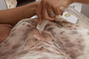 Gestation chienne : Signes, calcul, soins, etc.