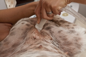 Gestation chienne : Signes, calcul, soins, etc.