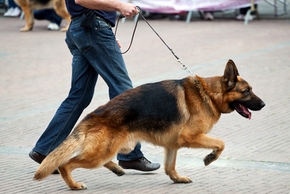 Educateur chien