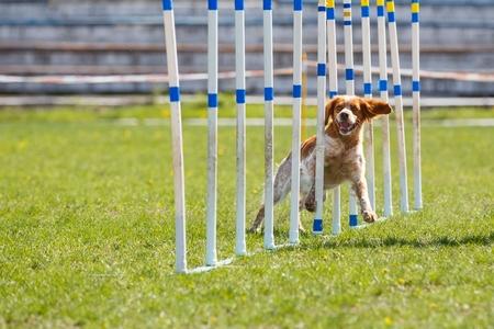 Epagneul breton agility adobestock 215652575