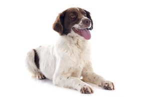 Epagneul francais blanc et marron