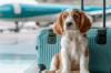 Epagneul francais chiot valise adobestock 820701806