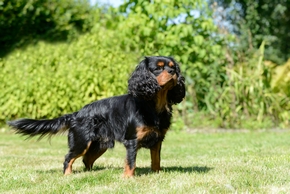 Epagneul king charles debout dans un jardin