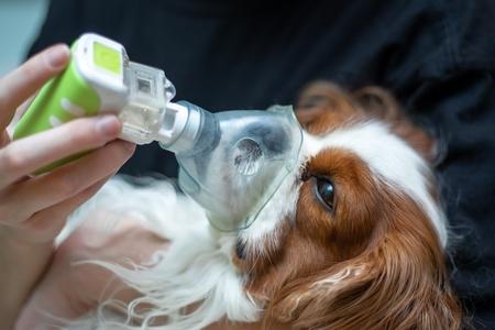 Fibrose pulmonaire chez le chien : symptômes, traitement, causes...